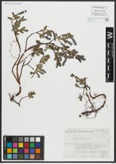 Foto von Salix alpina Scop.